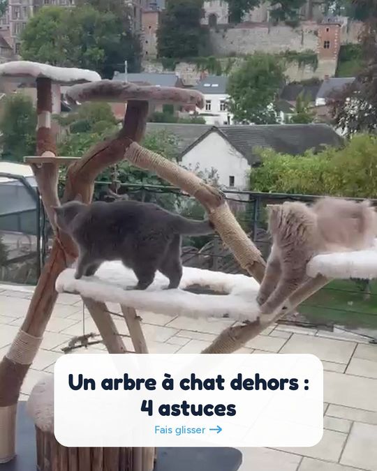 Un arbre à chat dehors : 4 astuces pour qu'il en profite.
