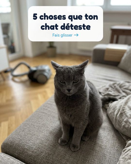 5 choses que ton chat déteste (et comment les éviter).