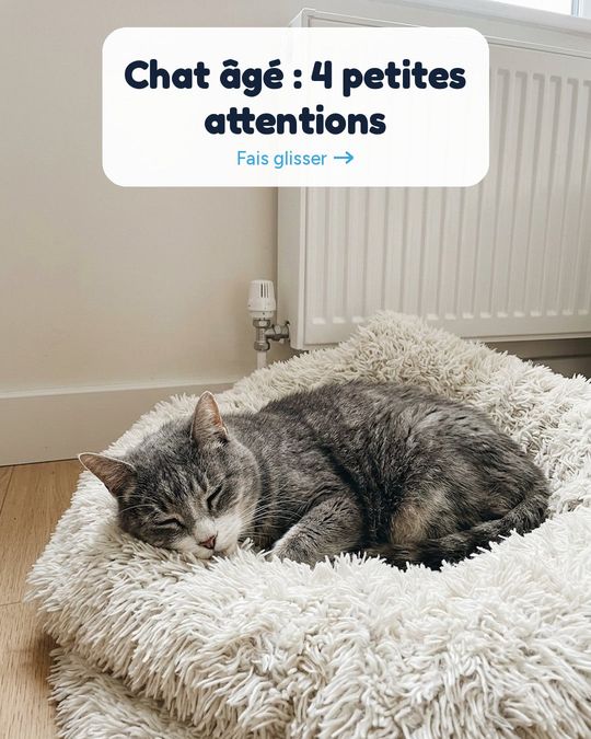 Chat âgé : 4 petites attentions qui changent tout.