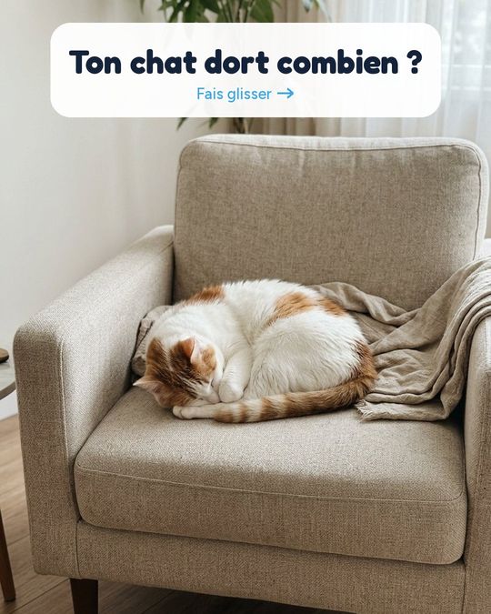 Ton chat dort combien ?